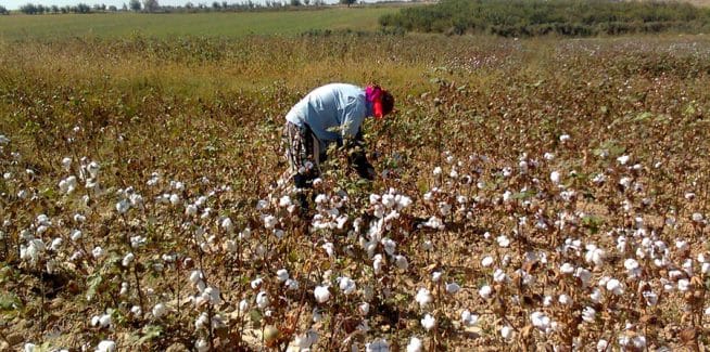 塔吉克斯坦将收获超过36万吨棉花