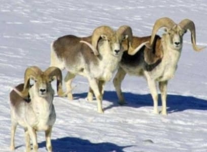 在塔吉克斯坦狩猎马可波罗羊的费用为4万5000索莫尼