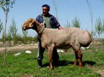 Мелкий скот в Таджикистане подорожал