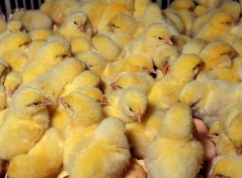 Nykläckta kycklingar