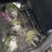 Гражданин Таджикистана задержан в Кыргызстане с 5 кг героина