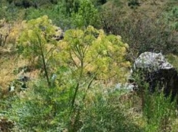 На юге Таджикистана изъято более 140 килограмм смолы ферулы