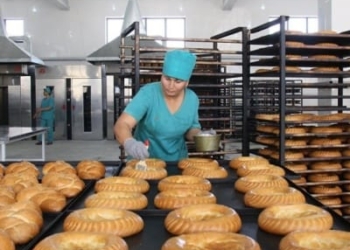 В Таджикистане собрали около 70% хлопка, — Минсельхоз