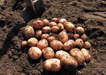 Около 460 тыс. тонн картофеля произведено в Таджикистане