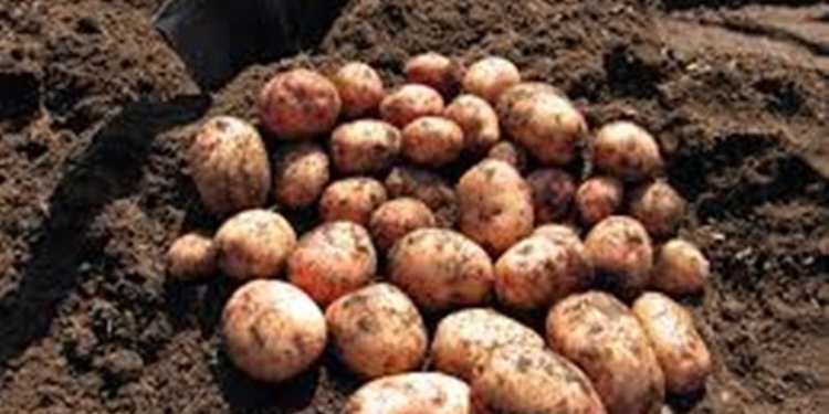 Около 460 тыс. тонн картофеля произведено в Таджикистане
