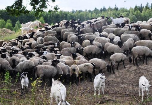 Двое жителей Шахринава, нанявшись пастухами, продали более 200 голов скота