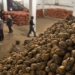 Таджикистан экспортировал порядка 170 тыс. тонн сельхозпродукции