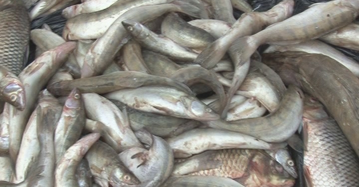 В Душанбе изъяли свыше 330 кг согдийской рыбы