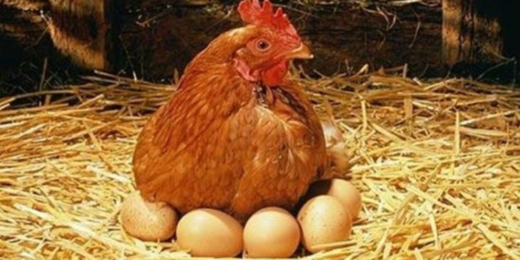 Птицефабрика «Мурги Хилол» в Файзабадском районе осталась без кур