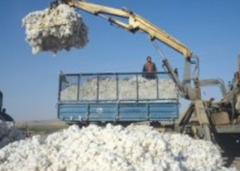 В Б.Гафуровском районе планируют собрать 14 тыс. тонн хлопка