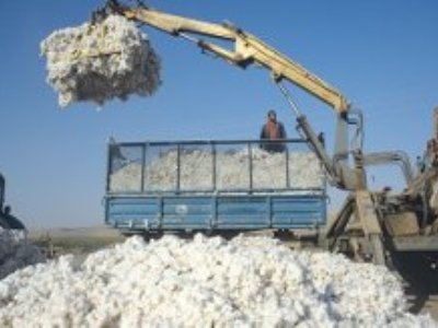 В Б.Гафуровском районе планируют собрать 14 тыс. тонн хлопка