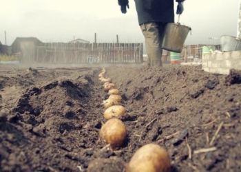 Появление картофеля нового урожая не привело к снижению цен на этот продукт