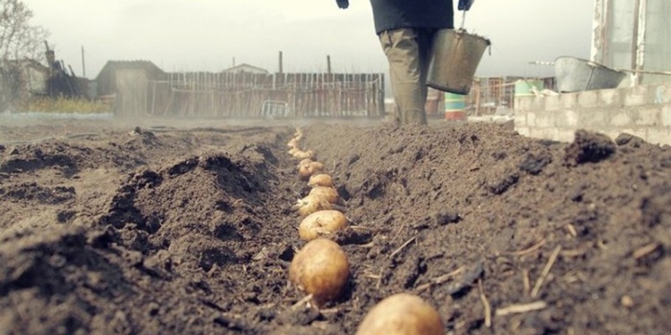 Появление картофеля нового урожая не привело к снижению цен на этот продукт
