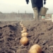 Появление картофеля нового урожая не привело к снижению цен на этот продукт