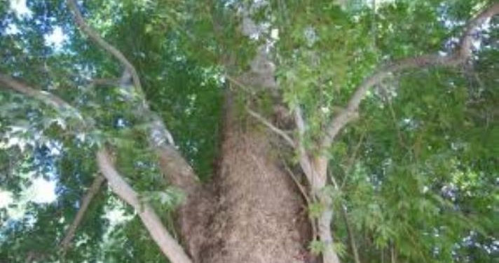 В Таджикистане уменьшились случаи незаконной вырубки деревьев