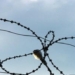 В тюрьмах Таджикистана скончались 27 заключенных