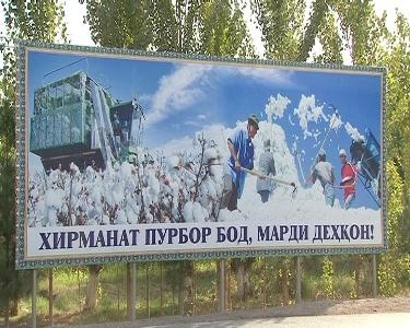 В Б.Гафурове собрано свыше 15,5 тыс. тонн хлопка