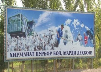 Дехкане Б.Гафурова планирую собрать 15 тыс. тонн хлопка