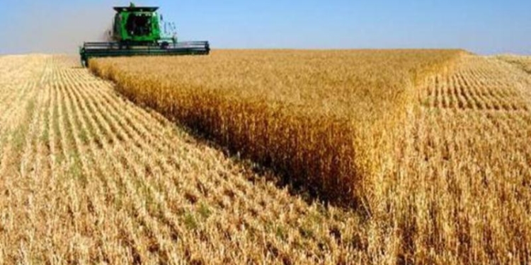 ФАО прогнозирует снижение объемов мирового производства пшеницы