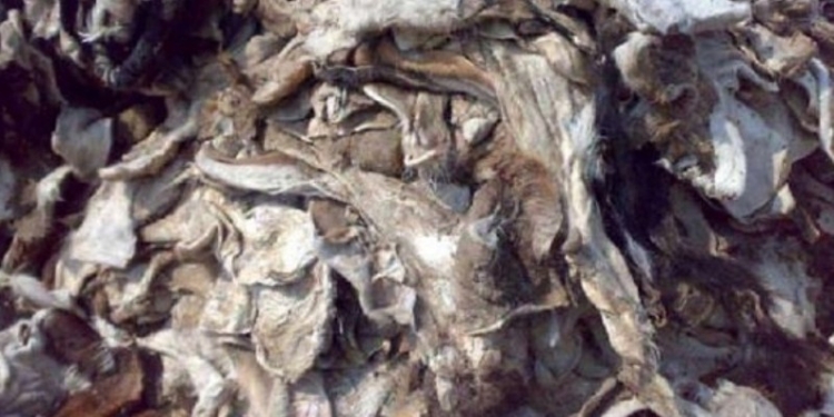 Гражданин Кыргызстана пытался вывезти из Таджикистана коровьи шкуры