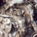 Гражданин Кыргызстана пытался вывезти из Таджикистана коровьи шкуры