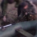 На юге Таджикистана с поличным задержаны двое браконьеров
