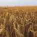 Индекс цен на зерновые ФАО упал на 3,7%, — ФАО
