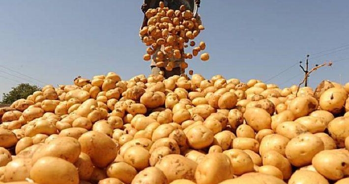 В Таджикистане собрано около 164,2 тыс. тонн картофеля. Сбор продолжается