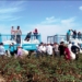 В Таджикистане собрано около 238 тыс. тонн хлопка