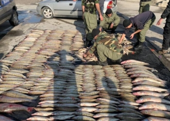 На въезде в Душанбе задержан предполагаемый браконьер с 600 кг рыбы