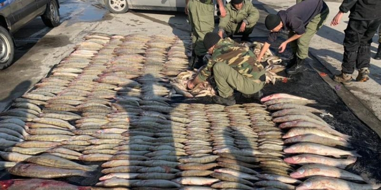 На въезде в Душанбе задержан предполагаемый браконьер с 600 кг рыбы