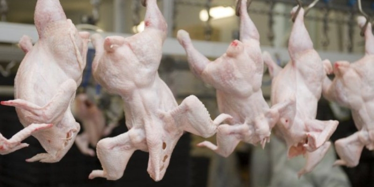 Птицеводы Таджикистана планируют увеличить производство куриного мяса до 12 тыс. тонн