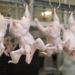Птицеводы Таджикистана планируют увеличить производство куриного мяса до 12 тыс. тонн
