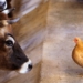 Население в Таджикистане производит свыше 90% животноводческой продукции