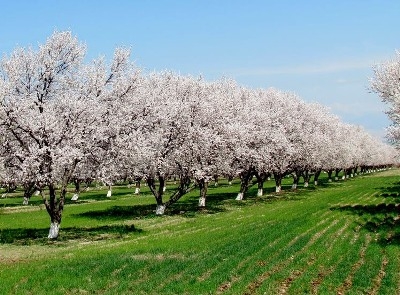 В Таджикистане возведено свыше 2,3 тыс. га новых садов