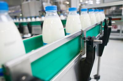 Dairy Plant. Conveyor with milk bottles.