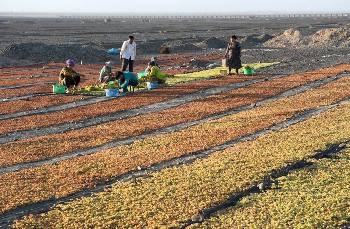 Синьцзян построит больше виноделен