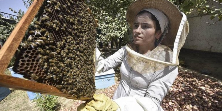 Вопросы повышения качества меда и абрикосов в Таджикистане обсуждают в Душанбе