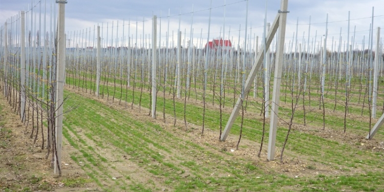 В Таджикистане с начала года возведено около 2,7 тыс. га новых садов