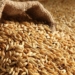 Таджикистан импортировал 684 тыс. тонн пшеницы и 32 тыс. тонн муки