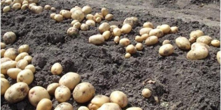 Производство картофеля в Таджикистане увеличилось на 3,4 тыс. тонн