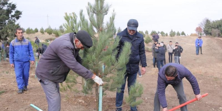 Дань традиции: В Азербайджане за день посадили свыше 650 тыс. саженцев деревьев