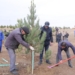 Дань традиции: В Азербайджане за день посадили свыше 650 тыс. саженцев деревьев