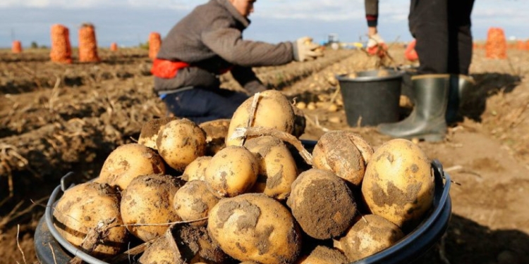 Производство картофеля в Таджикистане планируют довести почти до 1 млн. тонн
