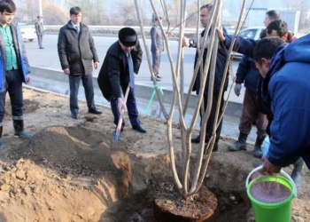 Рустам Эмомали принял участие в хашаре по посадке саженцев деревьев