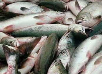 Объем производства рыбы в Таджикистане увеличился на треть