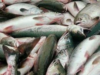Объем производства рыбы в Таджикистане увеличился на треть