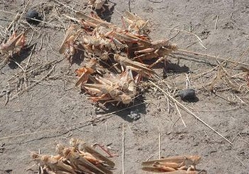 ФАО и Япония повысили эффективность борьбы с саранчой в Таджикистане