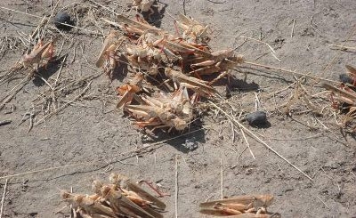 ФАО и Япония повысили эффективность борьбы с саранчой в Таджикистане