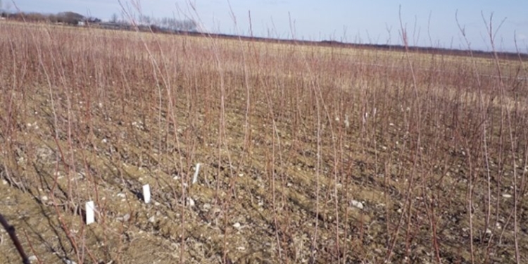 2,9 тыс. га новых садов планируют разбить в Таджикистане в текущем году